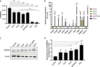 The Chemokine CCL5 Inhibits the Replication of Influenza A Virus Through SAMHD1 Modulation